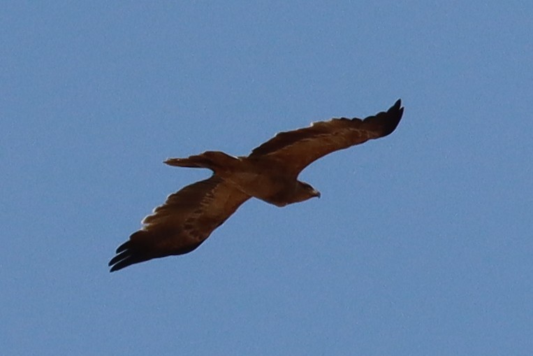 Tawny Eagle - ML640988281