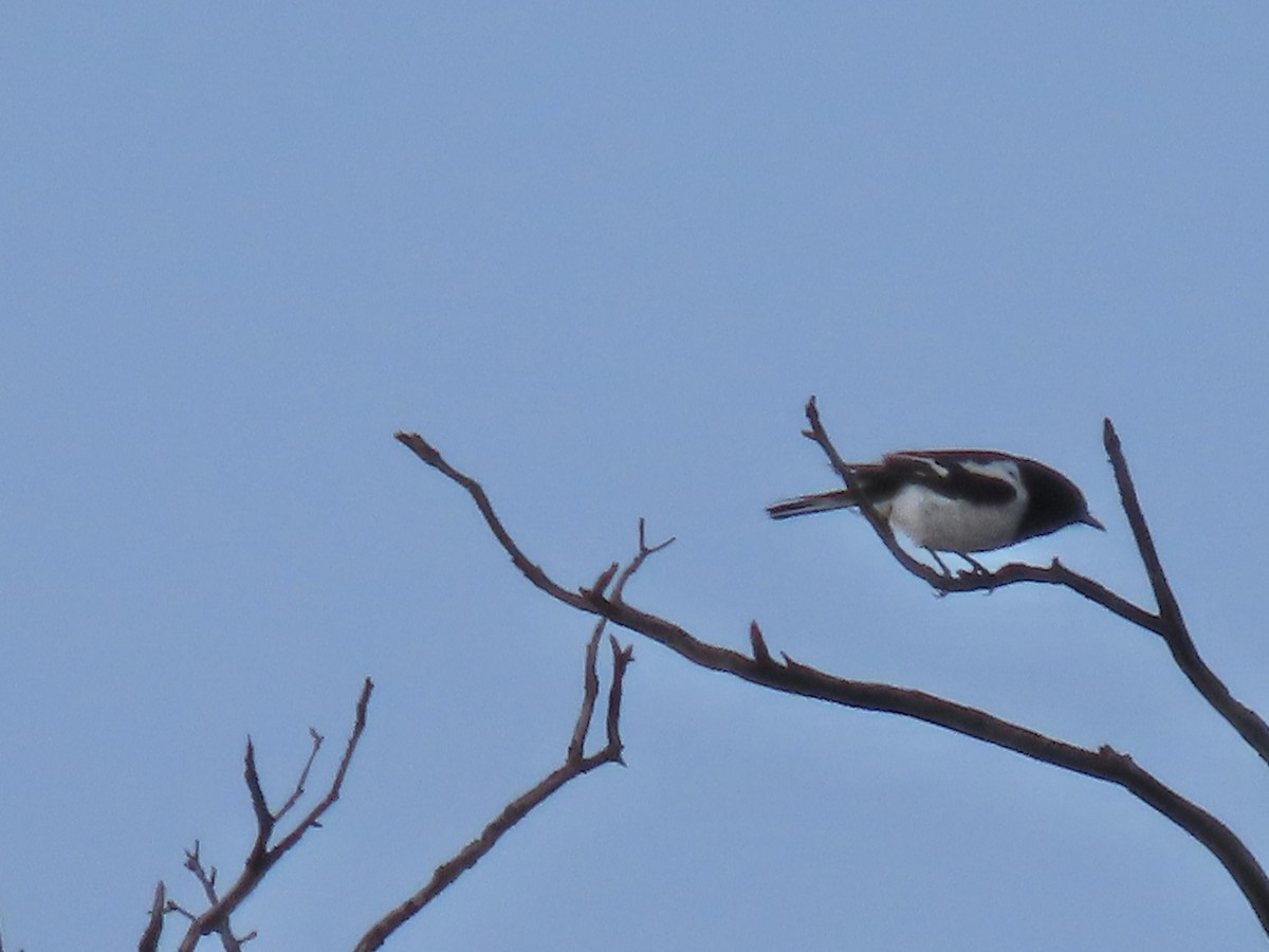 Hooded Robin - ML640988300