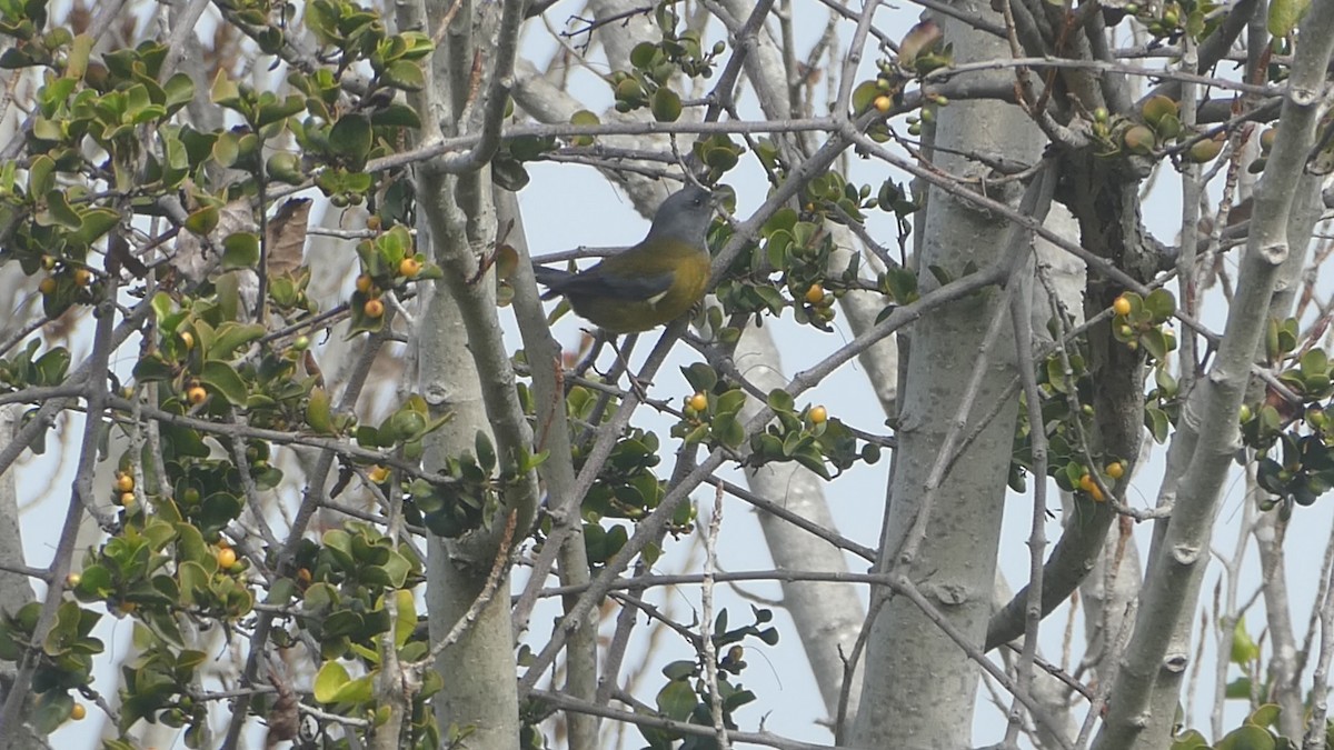 Gray-hooded Sierra Finch - ML640988338