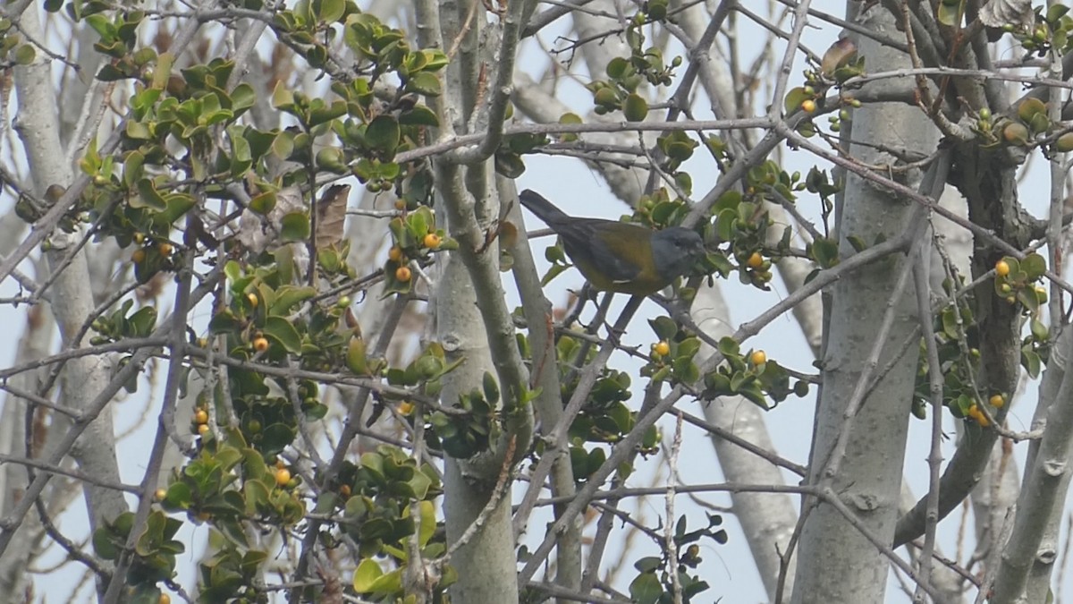 Gray-hooded Sierra Finch - ML640988339