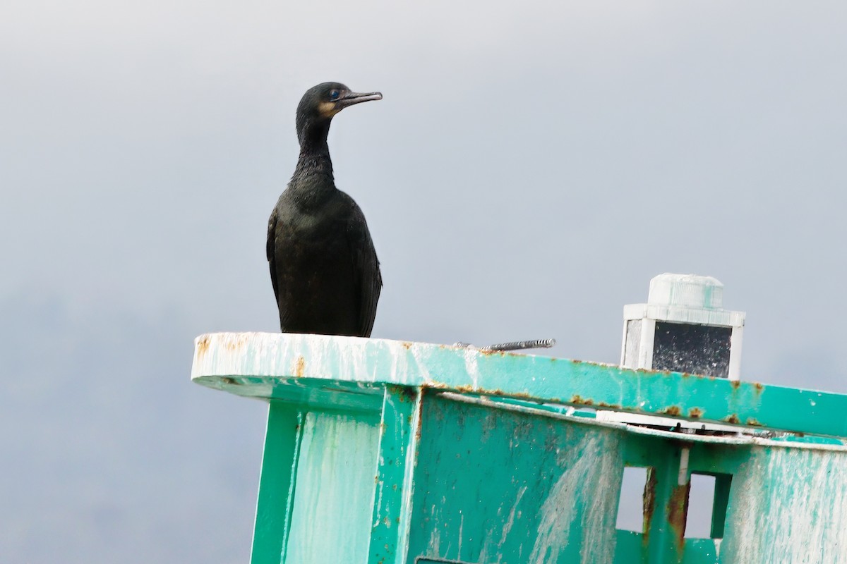 Brandt's Cormorant - ML640988344