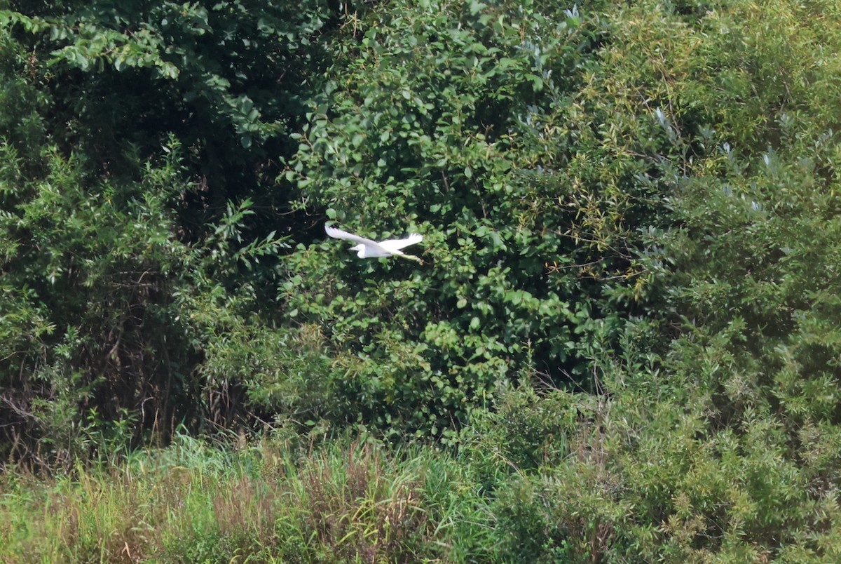 Little Blue Heron - ML640988356