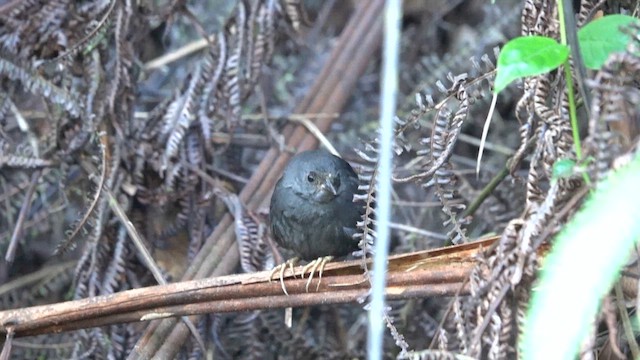 Brown-rumped Tapaculo - ML640988361