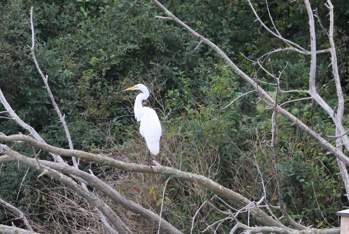 Great Egret - ML640988370