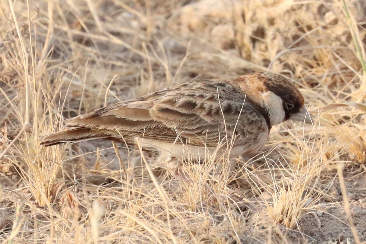 Fischer's Sparrow-Lark - ML640988376