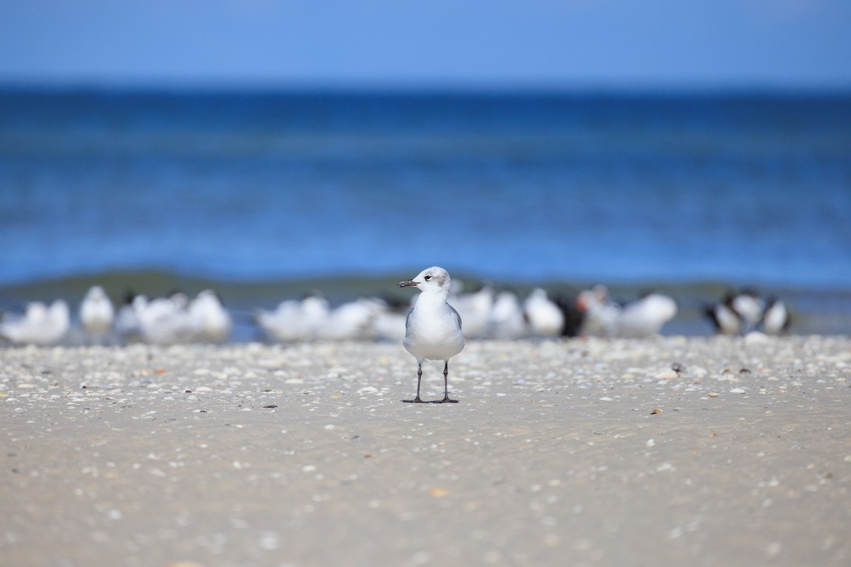 Antxeta mokogorri amerikarra - ML640988448