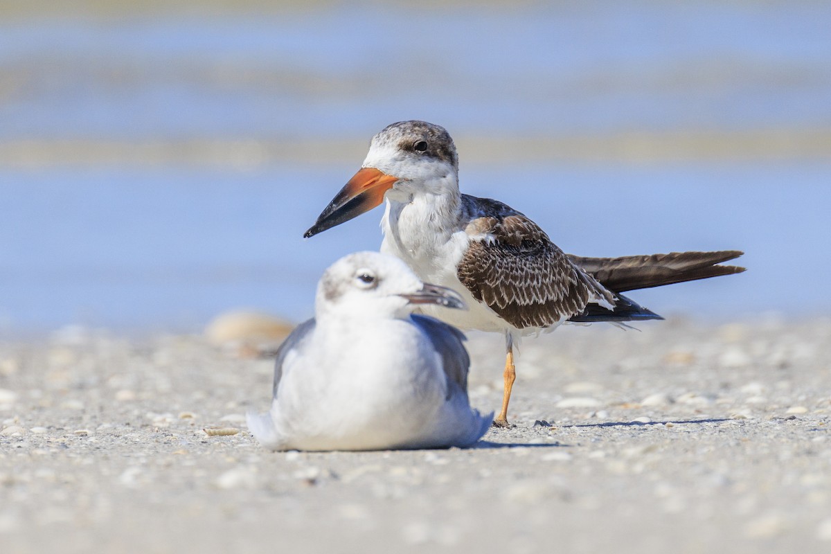 Antxeta mokogorri amerikarra - ML640988456