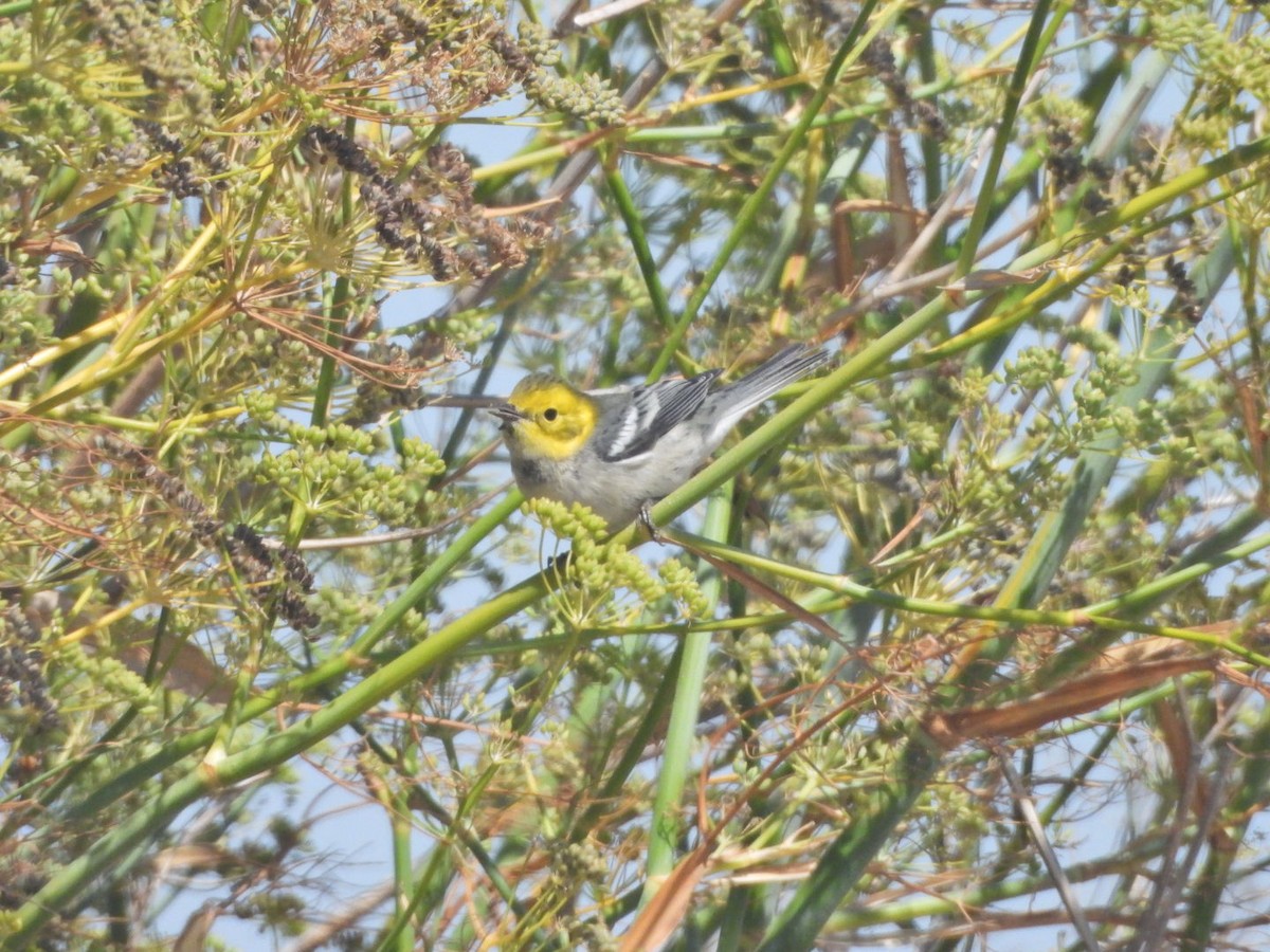 Hermit Warbler - ML640988515