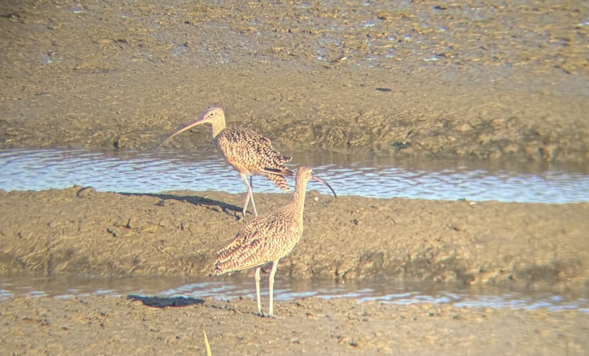 Long-billed Curlew - ML640988546
