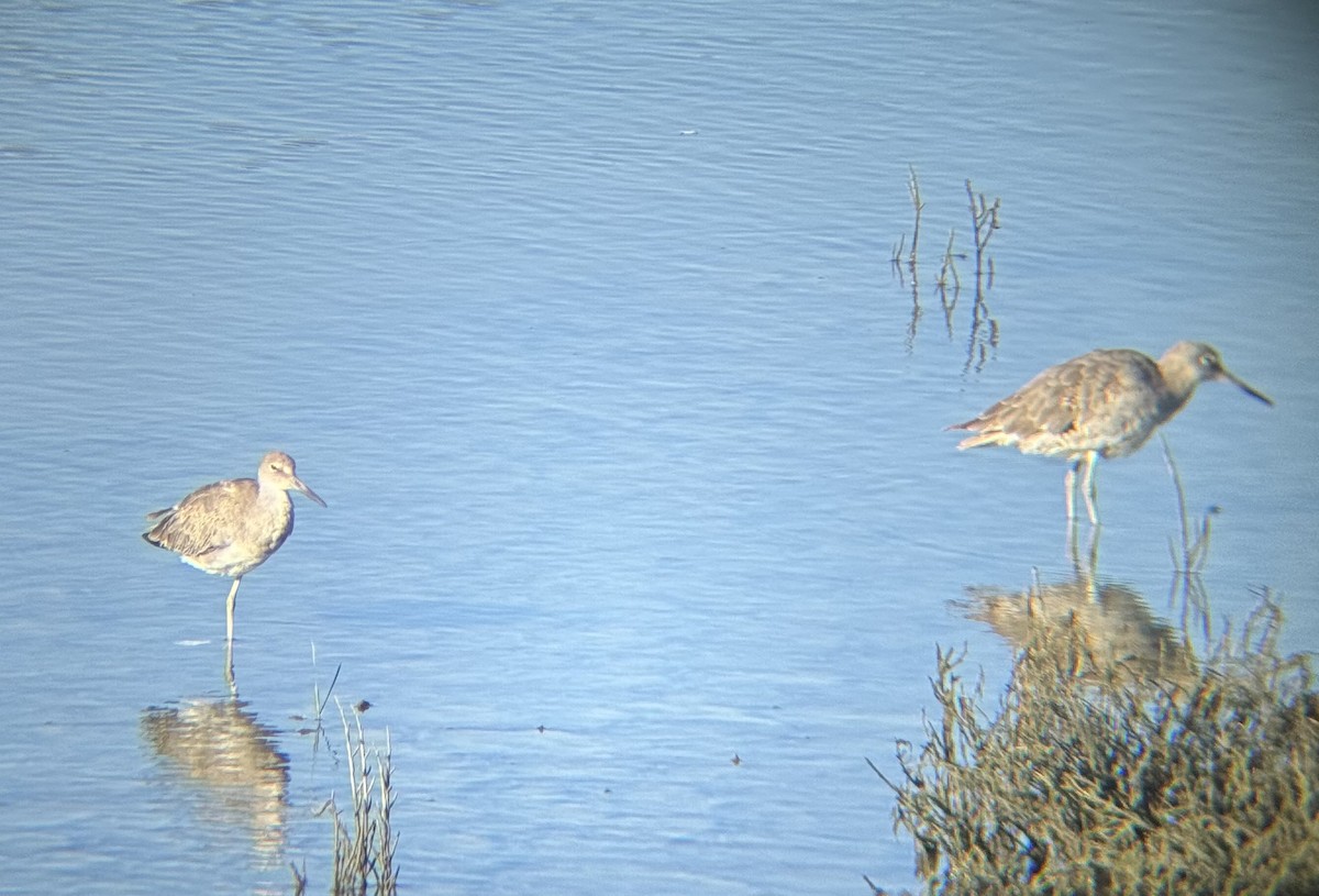 Willet - ML640988561