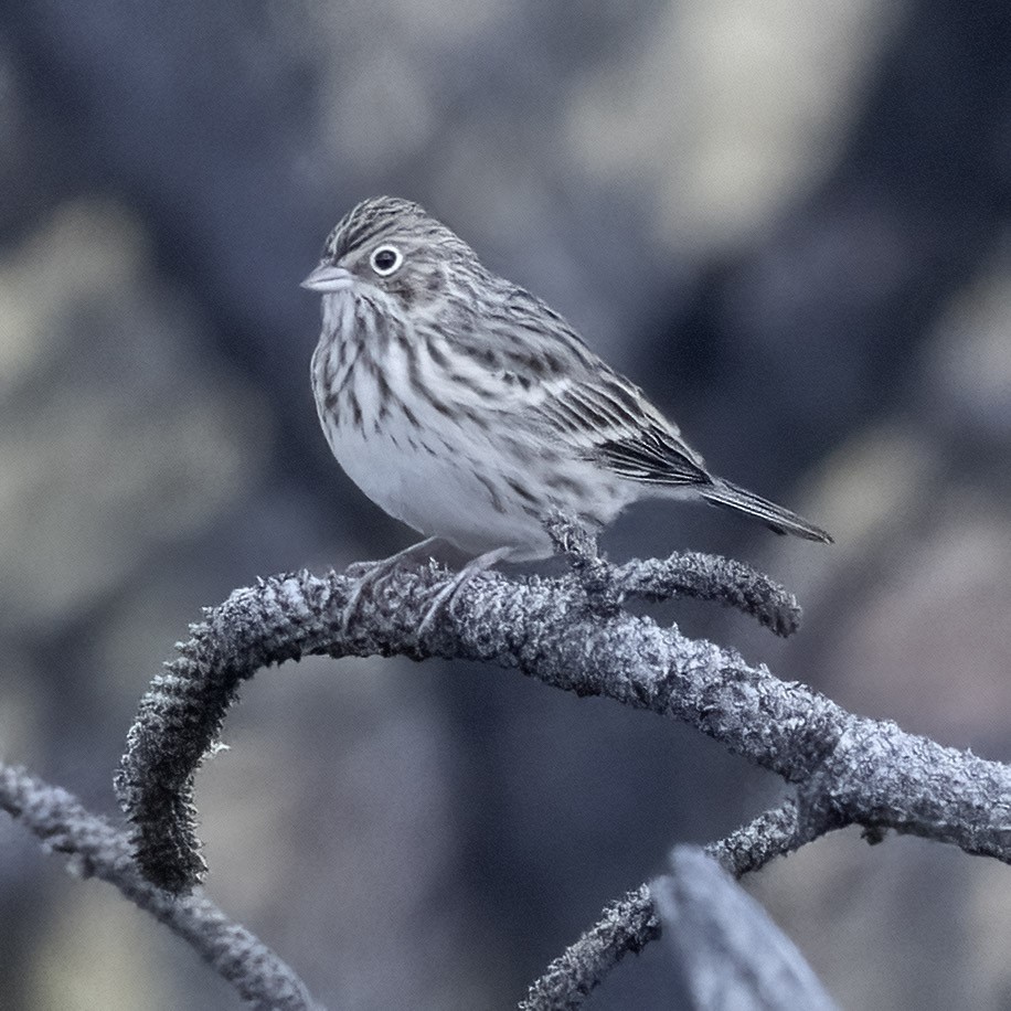 Vesper Sparrow - ML640988583