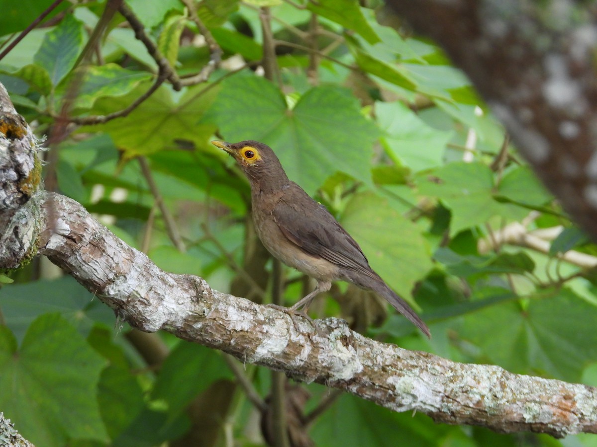 Spectacled Thrush - ML640988584