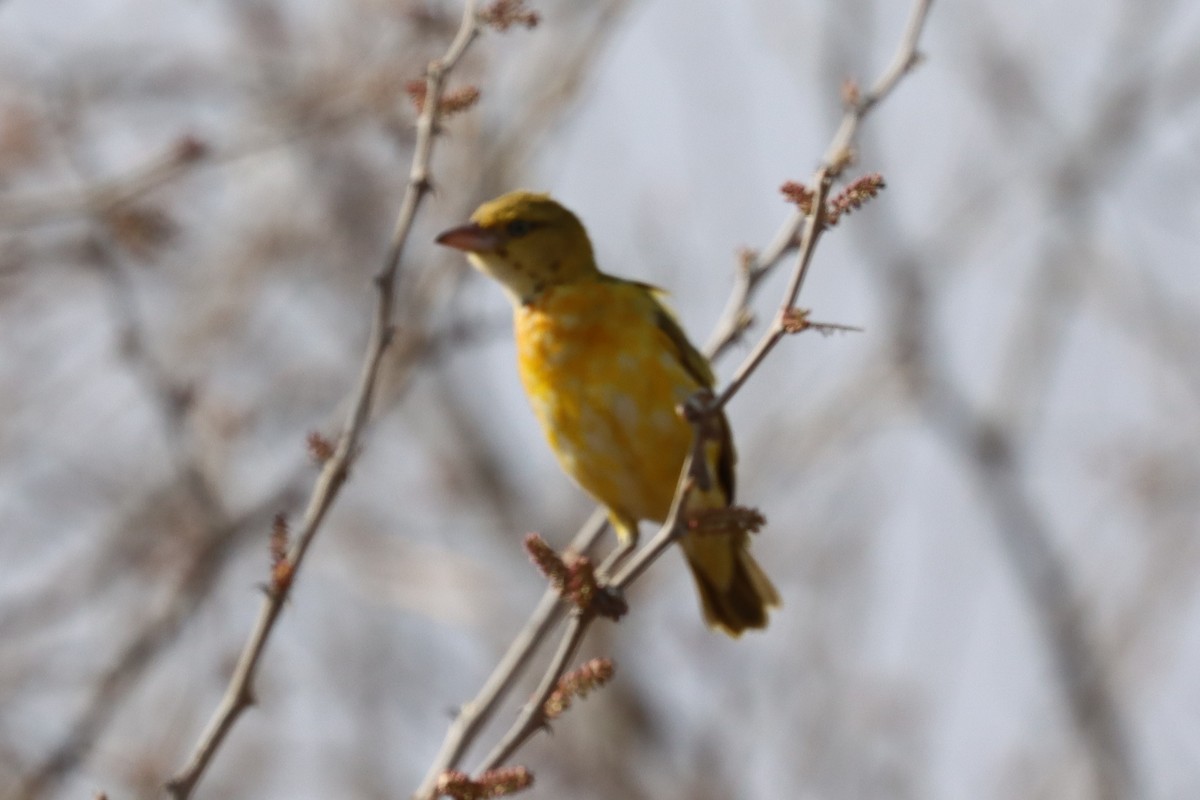 Golden Palm Weaver - ML640988606