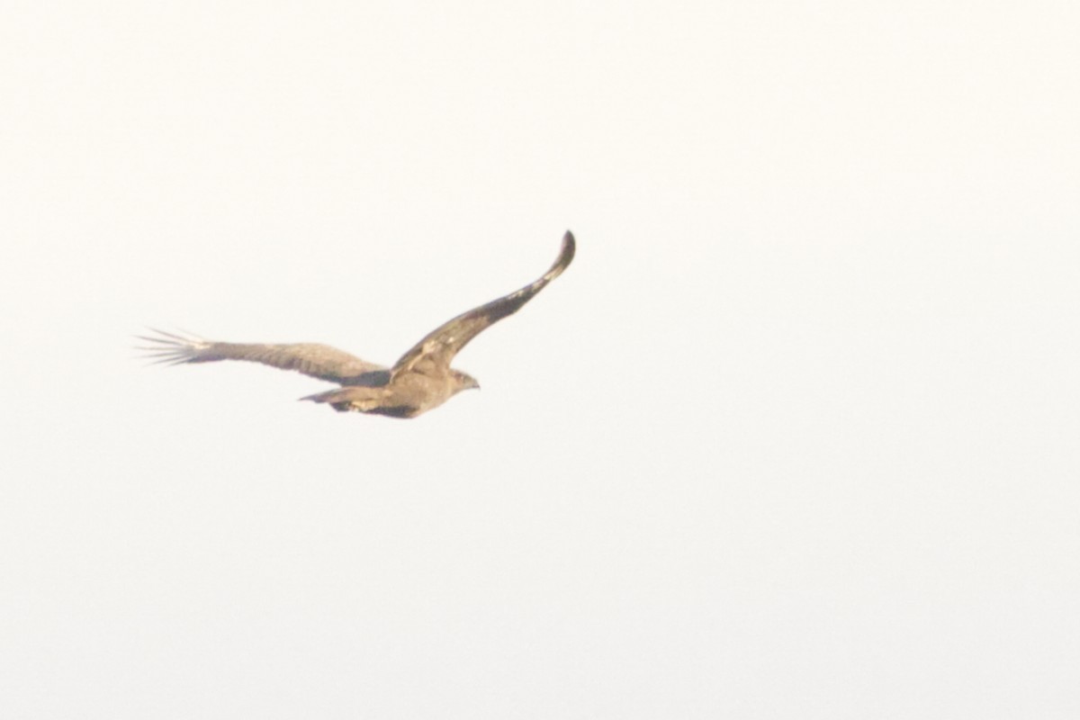 Changeable Hawk-Eagle (Changeable) - ML640988615