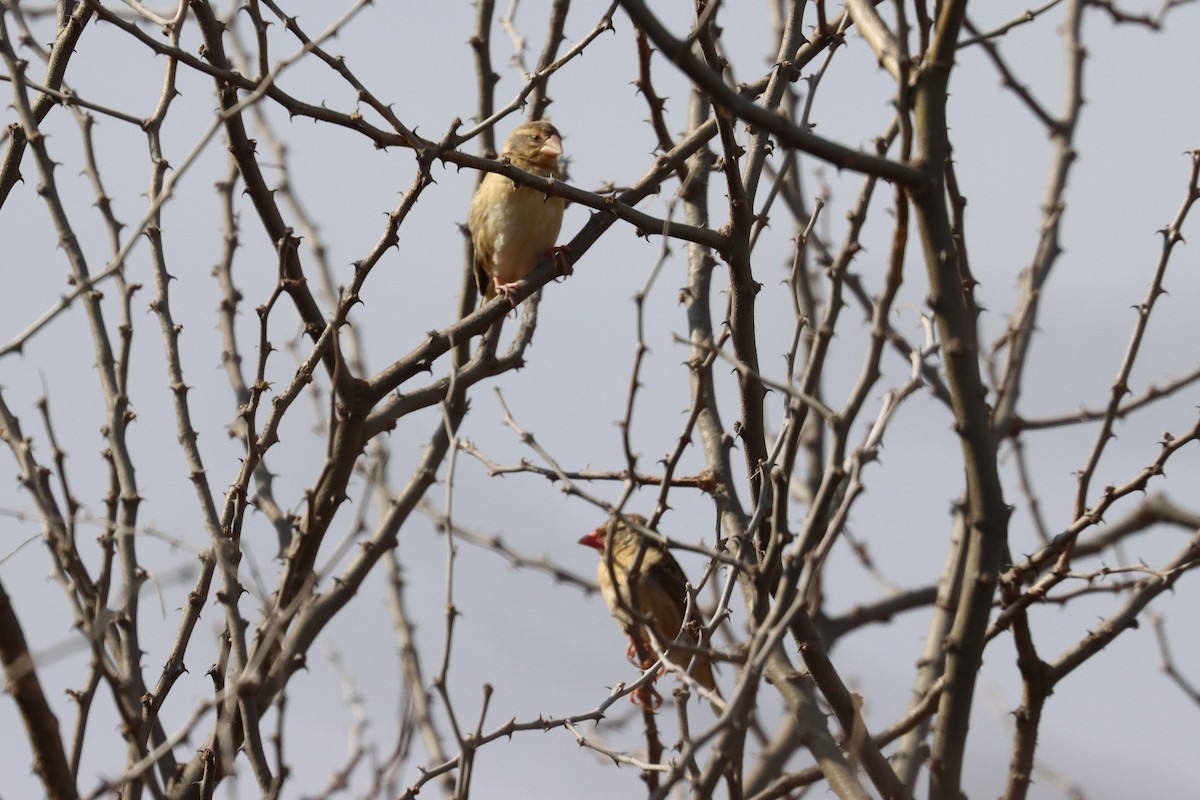 Red-billed Quelea - ML640988621