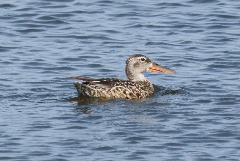 Халбага нугас - ML640988624