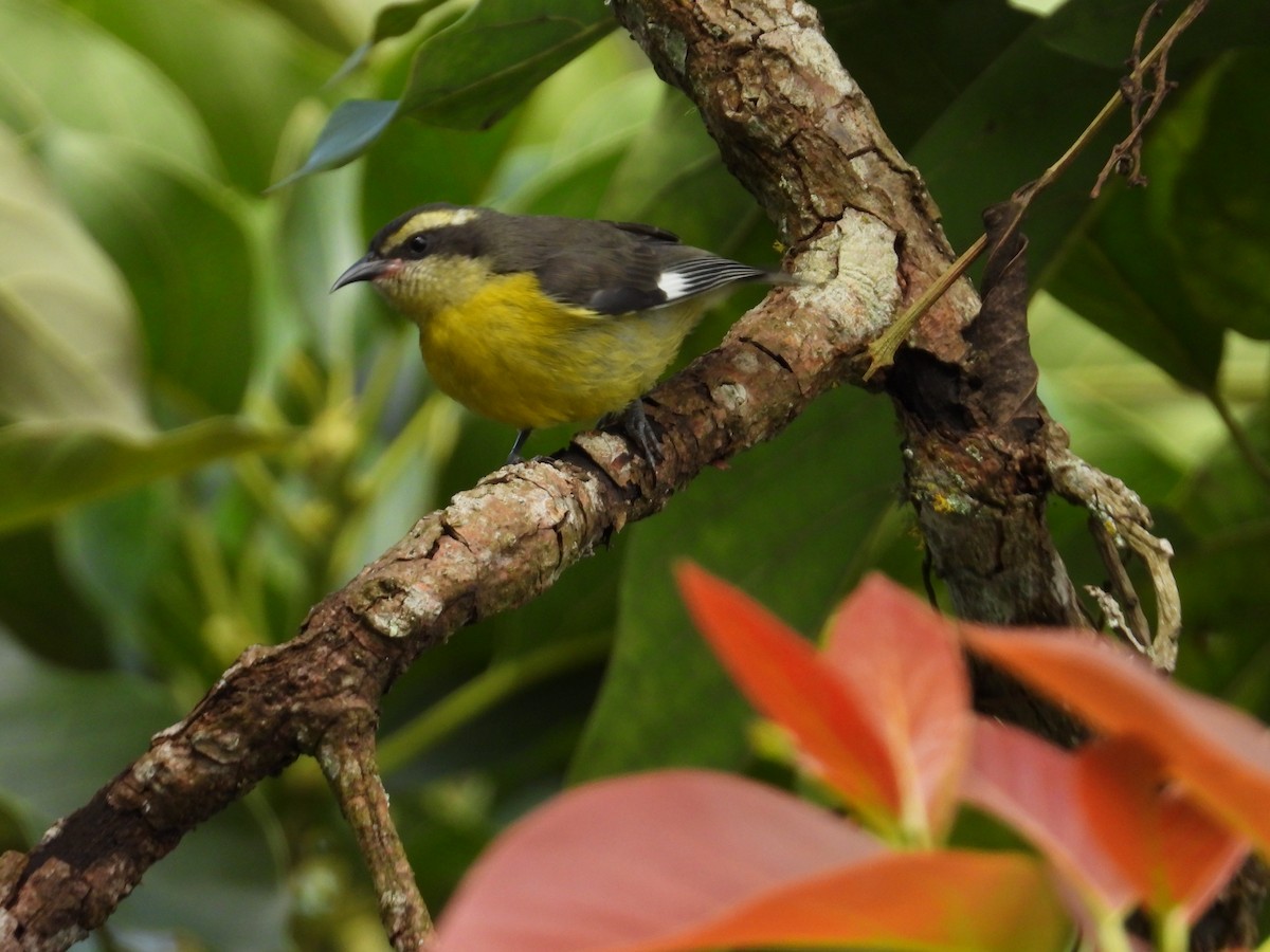 Bananaquit - ML640988625