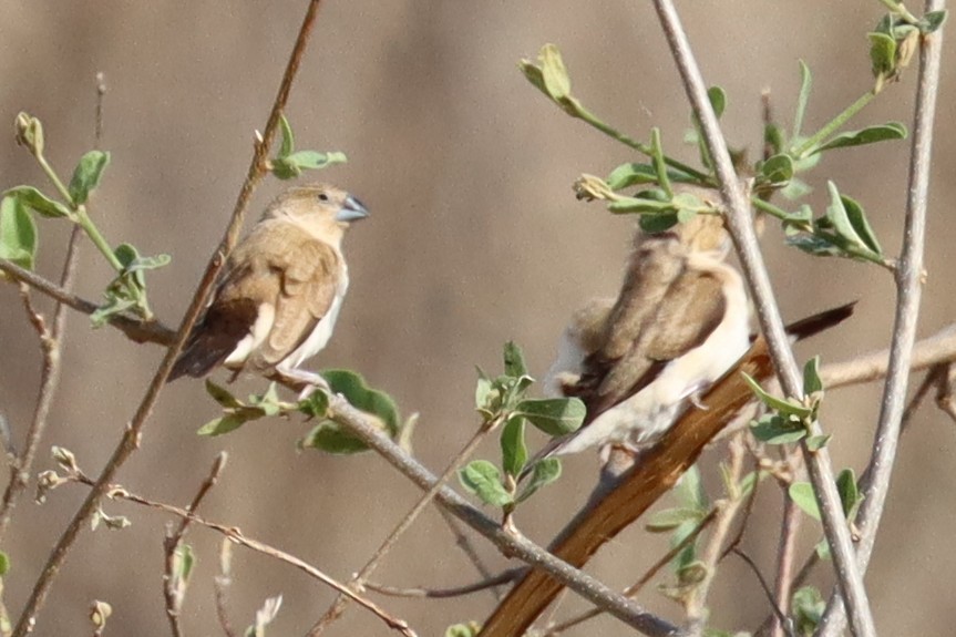 Capuchino Picoplata Africano - ML640988628