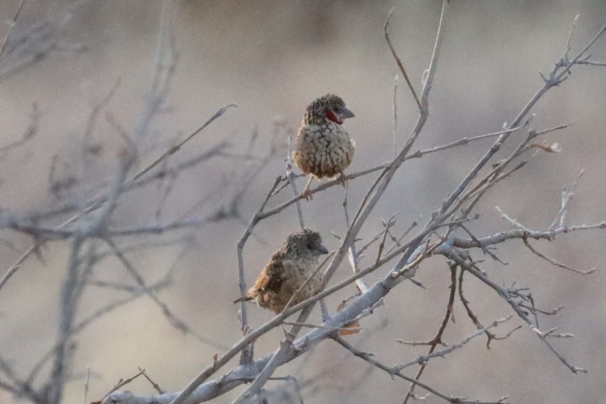 Cut-throat - ML640988633