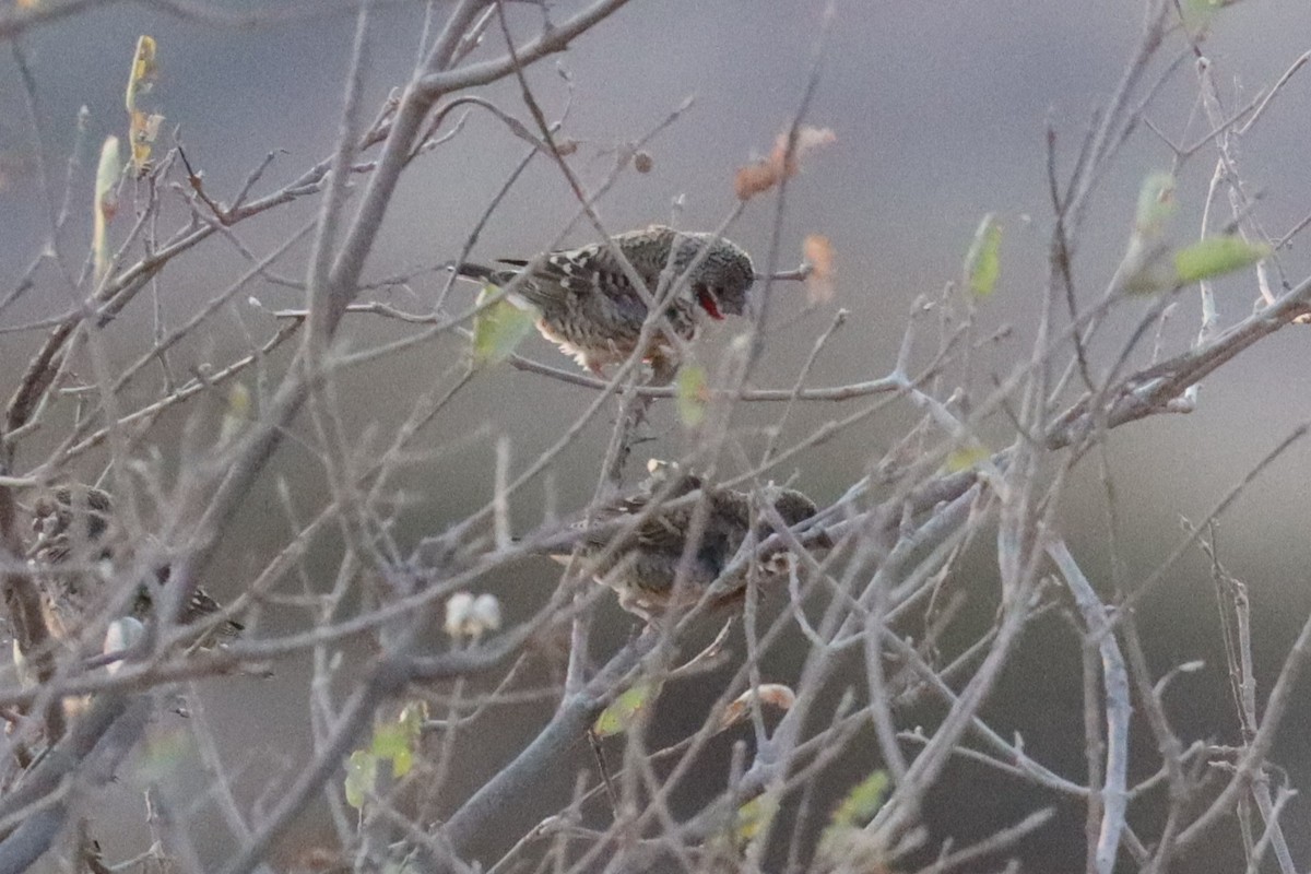 Cut-throat - ML640988634