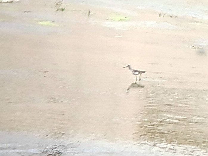 Greater Yellowlegs - ML640988638