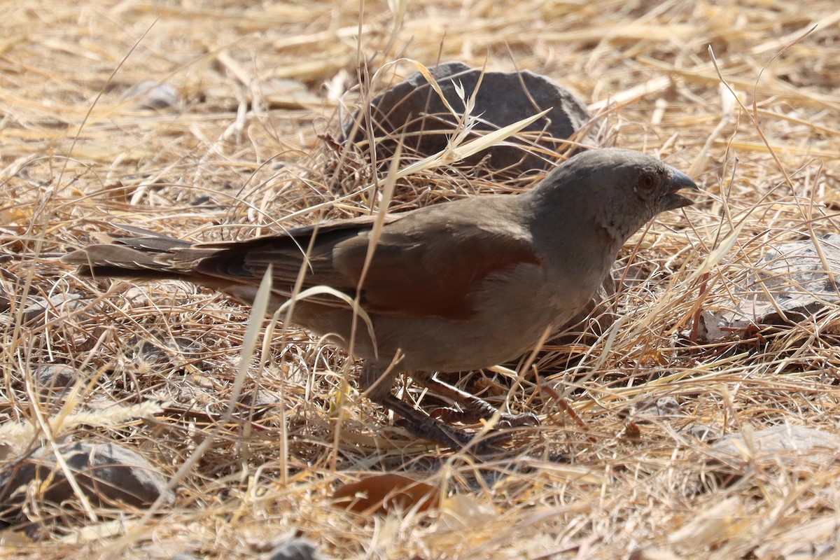 Parrot-billed Sparrow - ML640988649