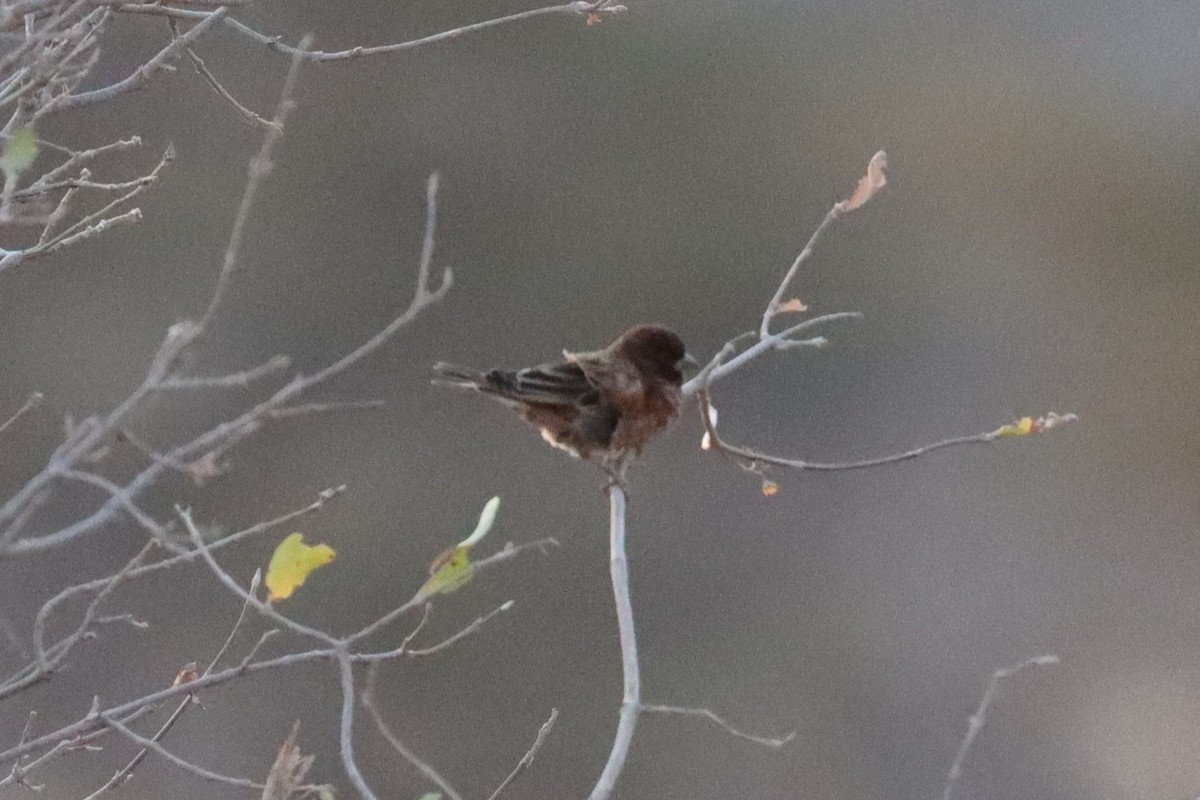 Chestnut Sparrow - ML640988662