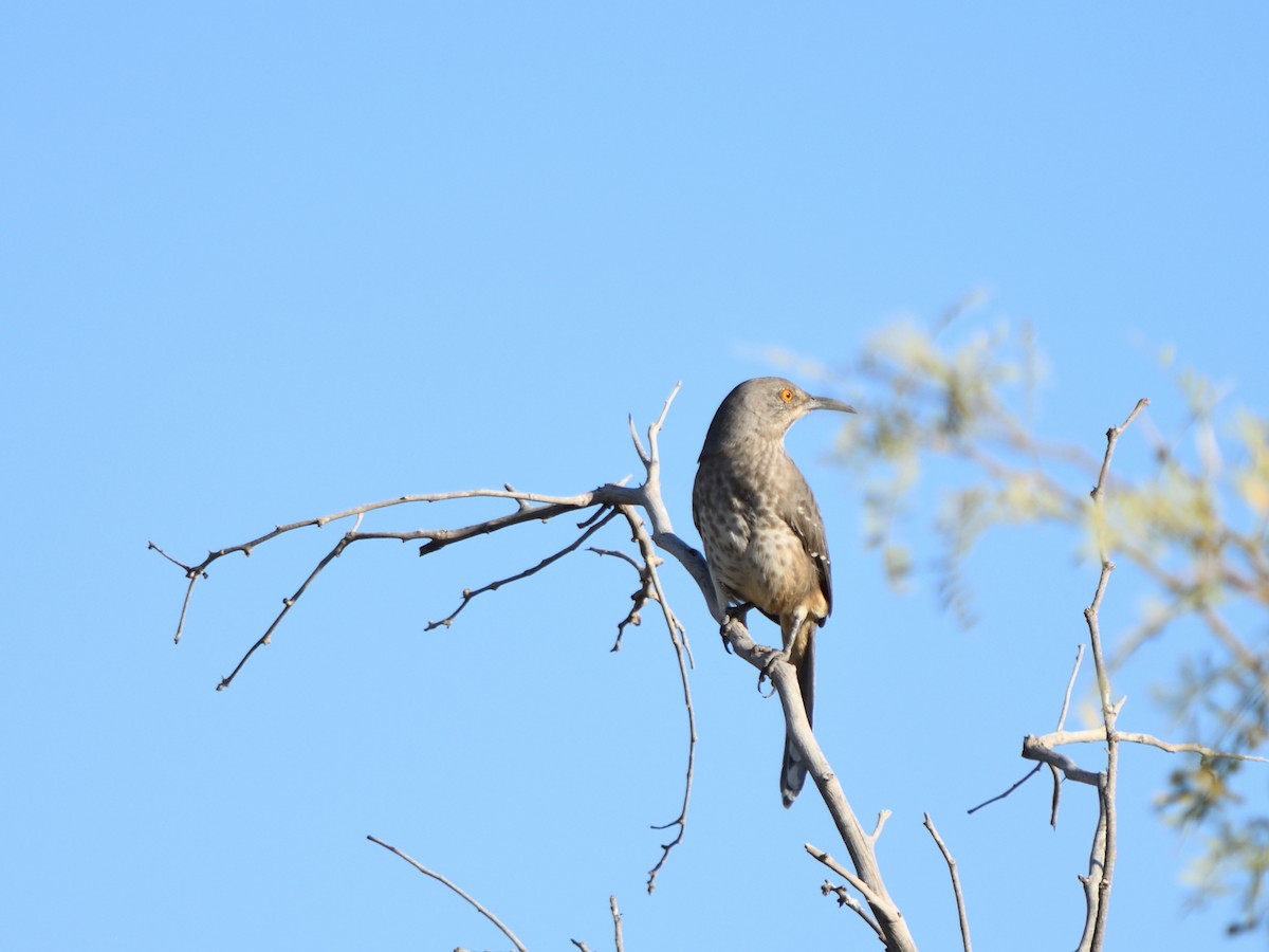 kaktusspottefugl - ML640988664