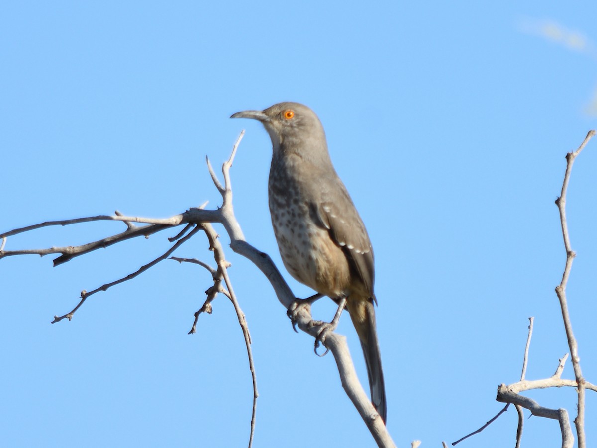 kaktusspottefugl - ML640988666