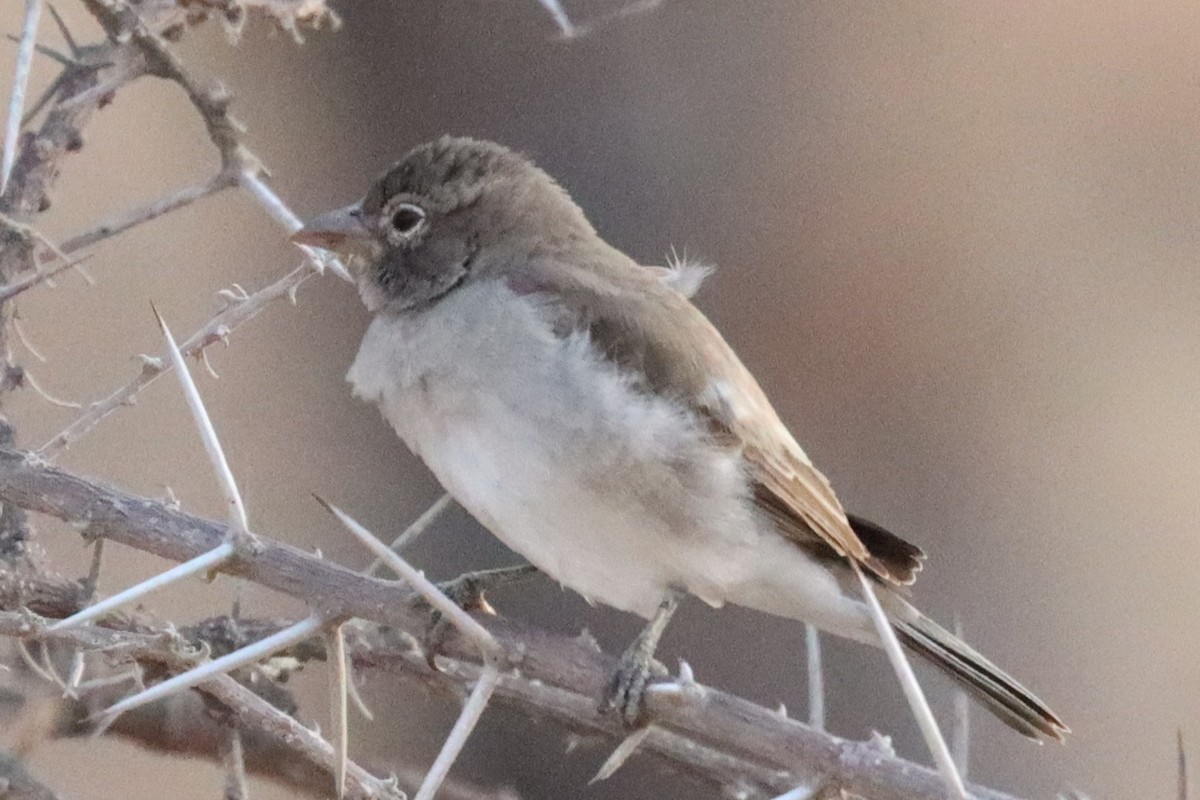Yellow-spotted Bush Sparrow - ML640988669