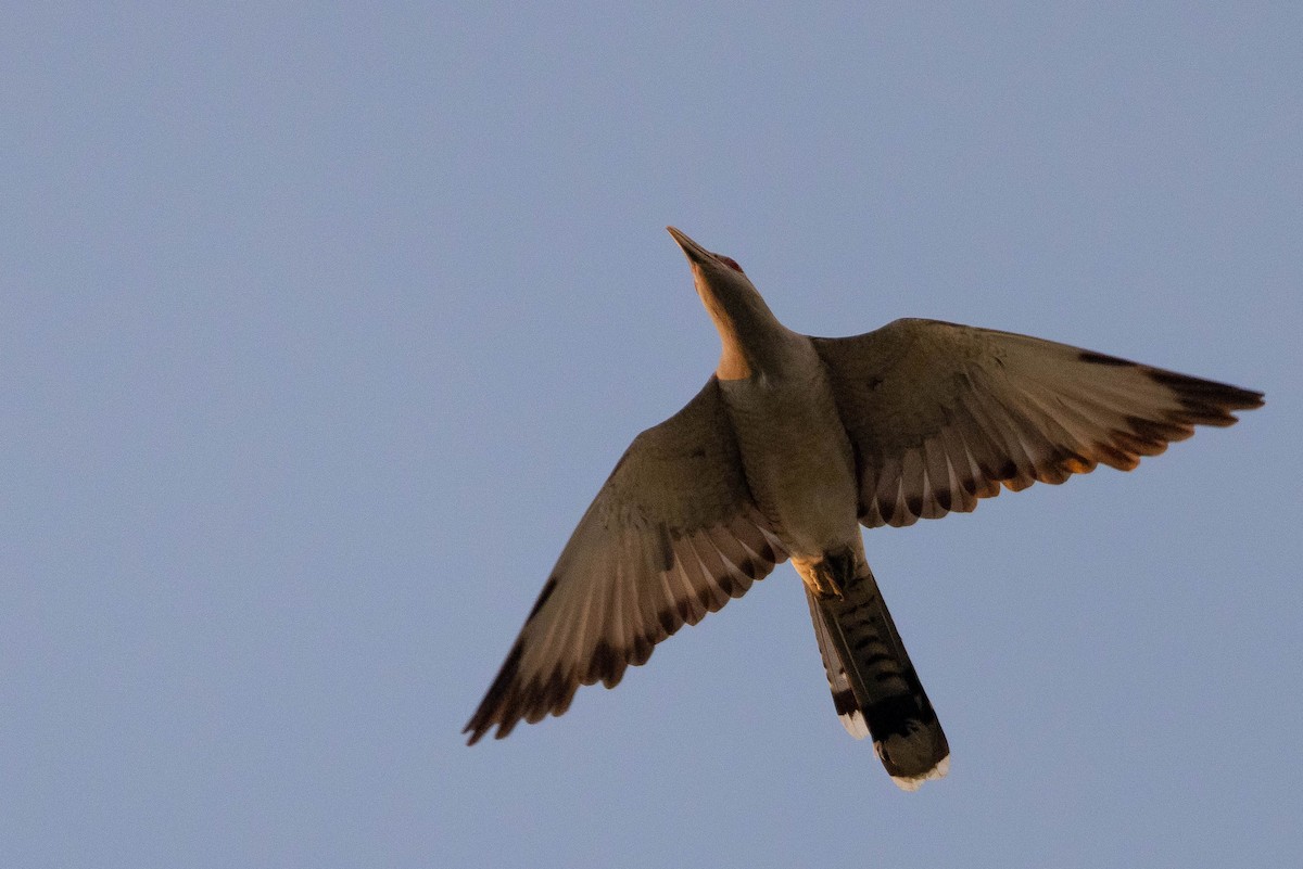 Channel-billed Cuckoo - ML640988710