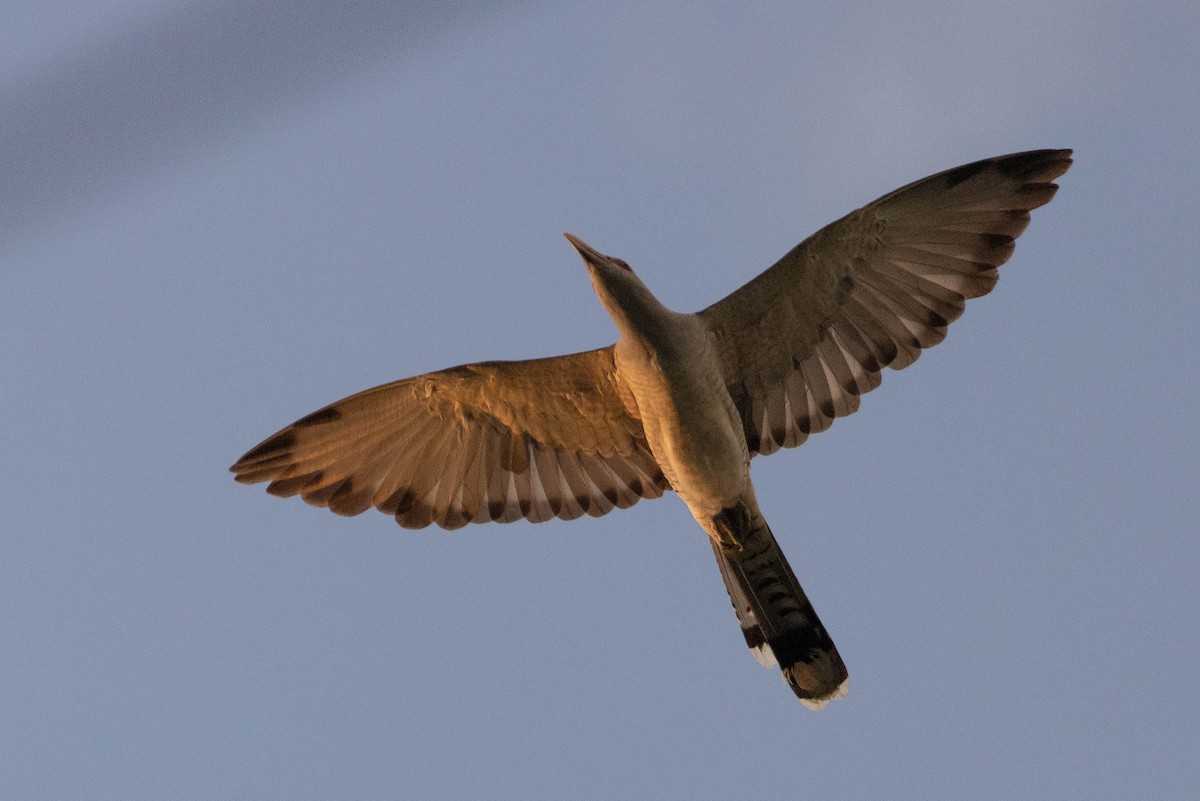 Channel-billed Cuckoo - ML640988711