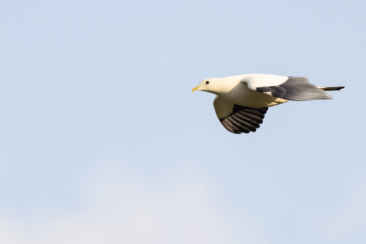 Torresian Imperial-Pigeon - ML640988754