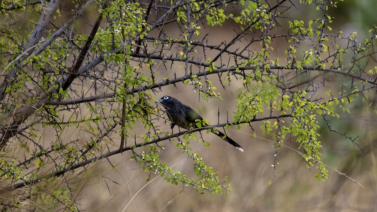 Blue-faced Malkoha - ML640988760