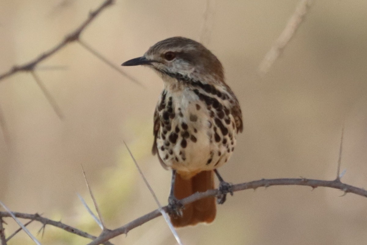 Spotted Morning-Thrush - ML640988784