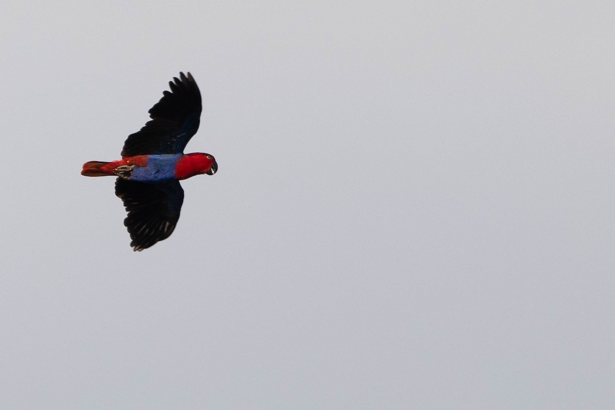 Papuan Eclectus - ML640988787