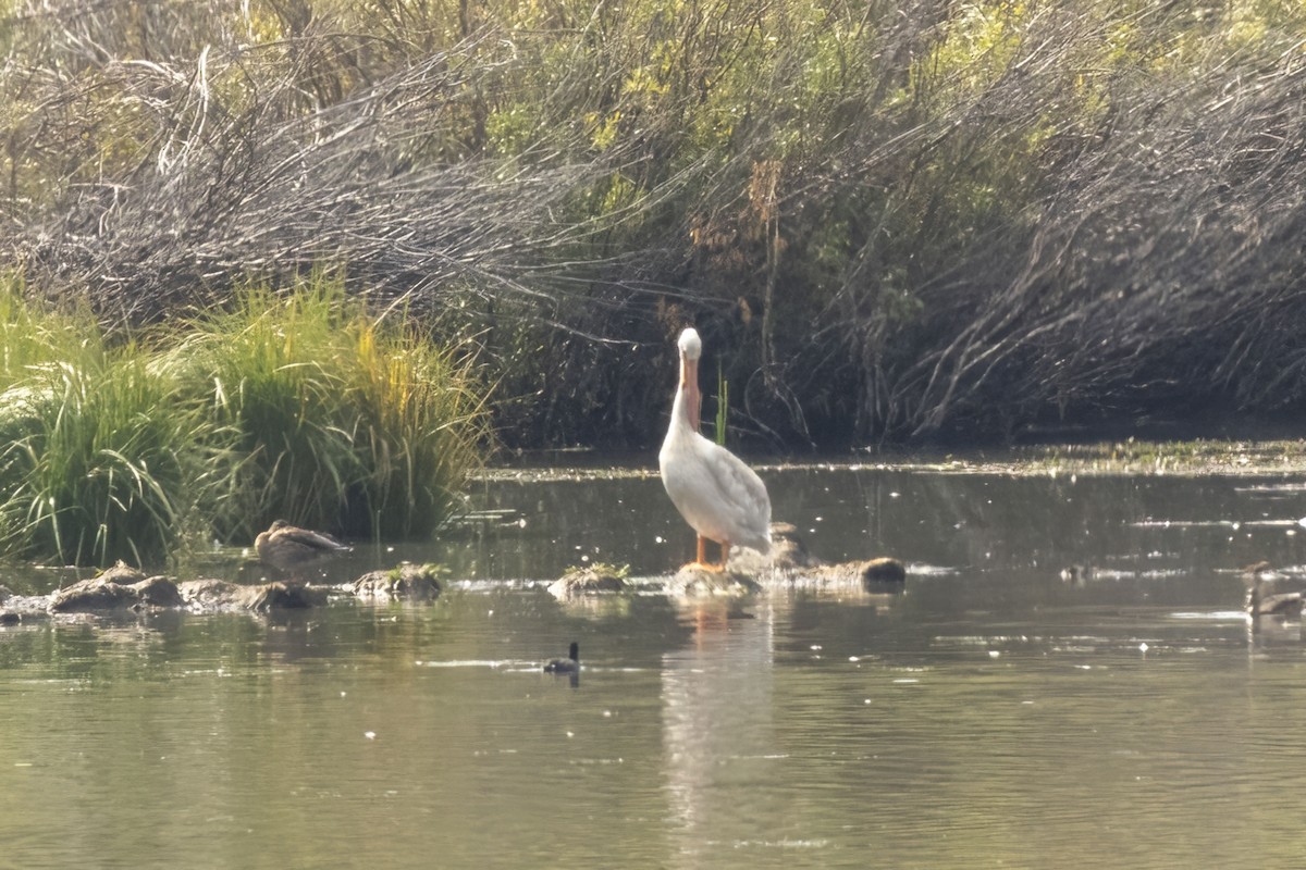 American White Pelican - ML640988795