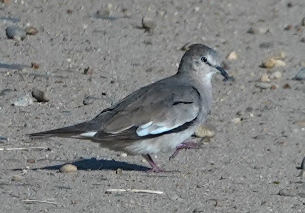 holoubek pikui - ML640988802