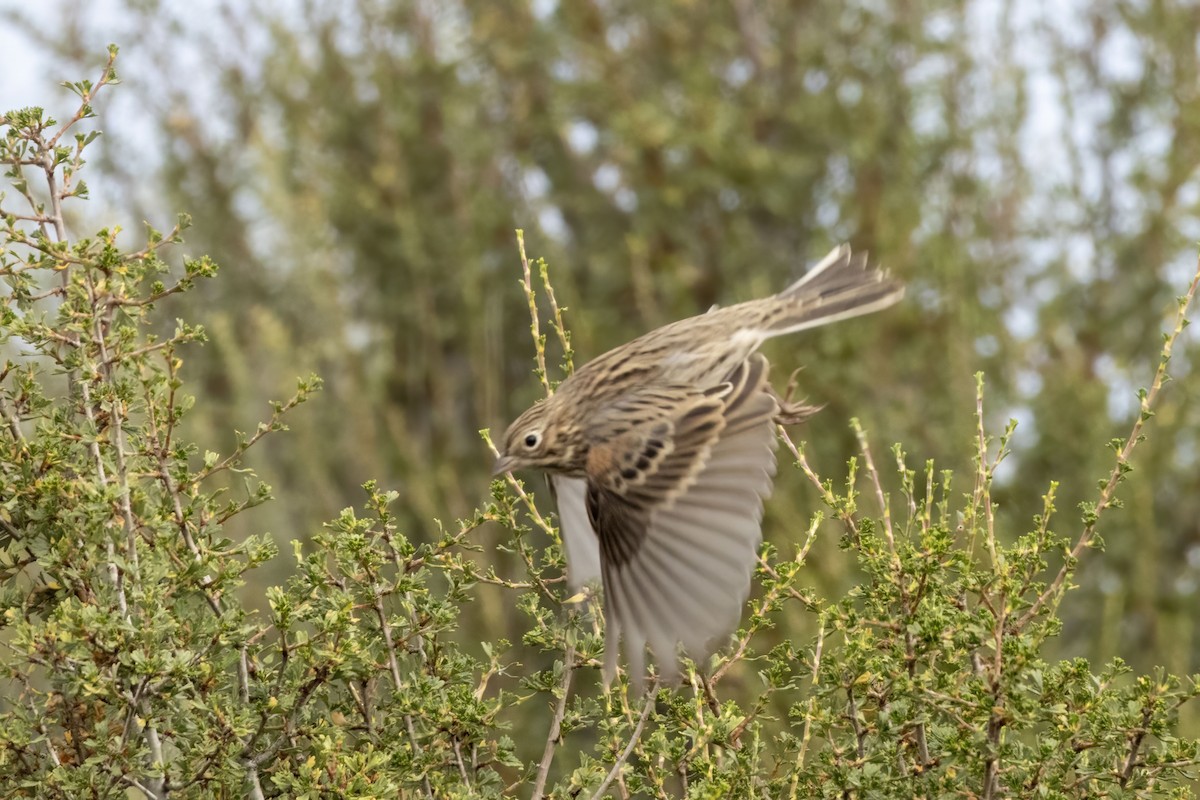 Vesper Sparrow - ML640988835
