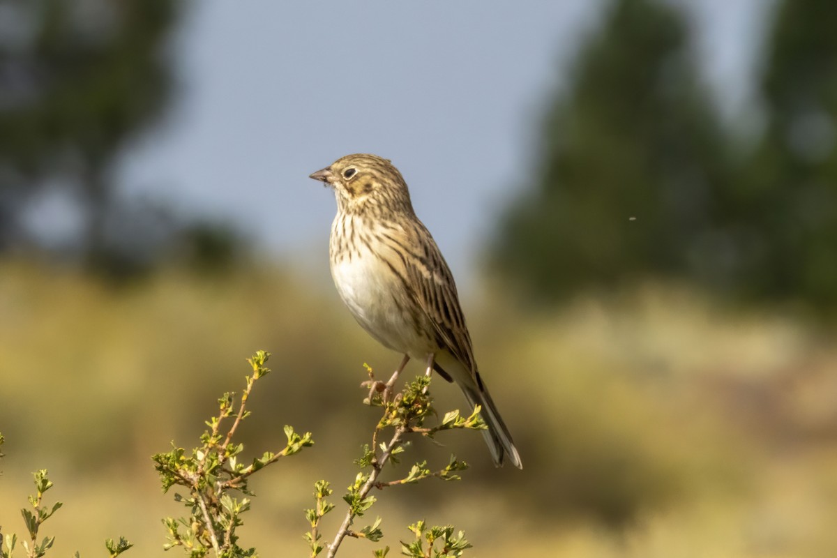 Vesper Sparrow - ML640988848