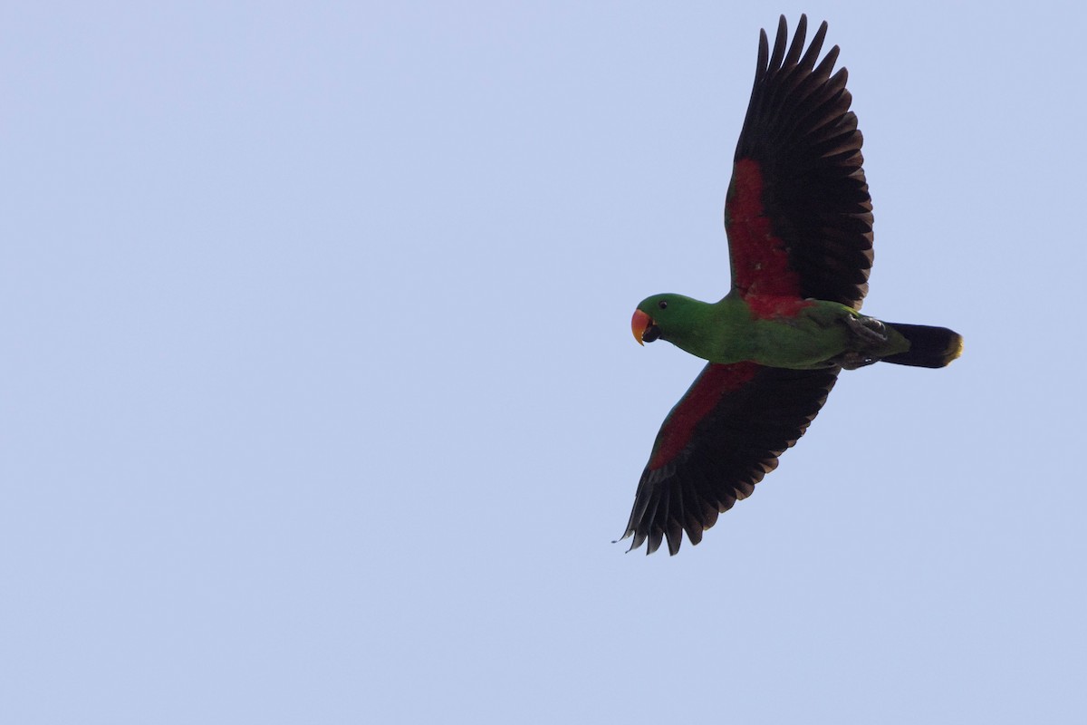 Papuan Eclectus - ML640988857