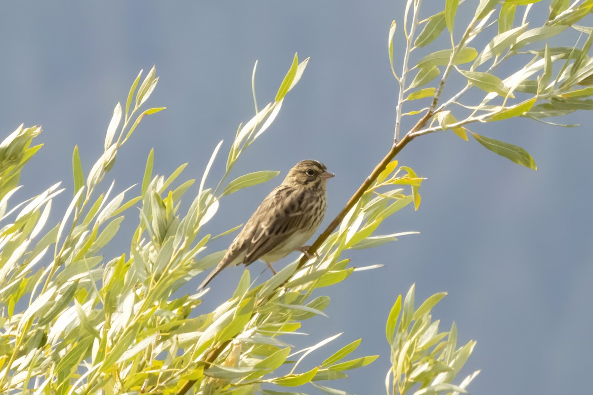 Savannah Sparrow - ML640988868