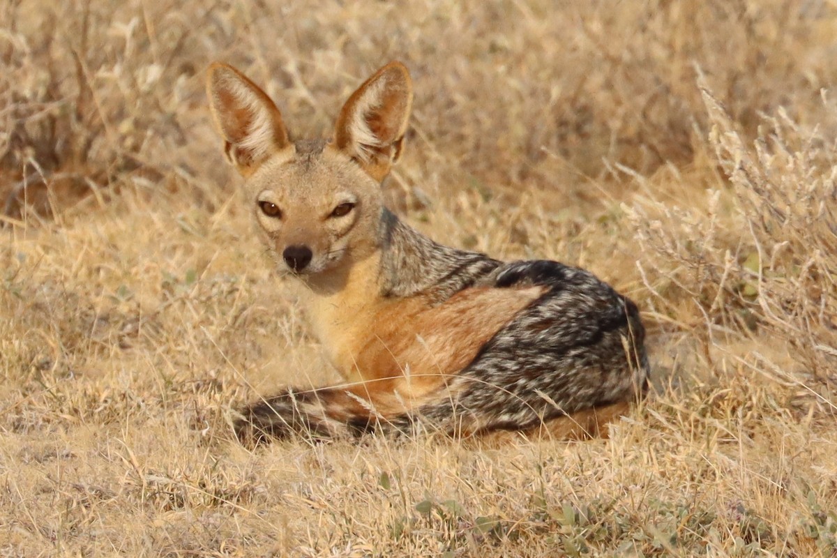 Black-backed Jackal - ML640988885
