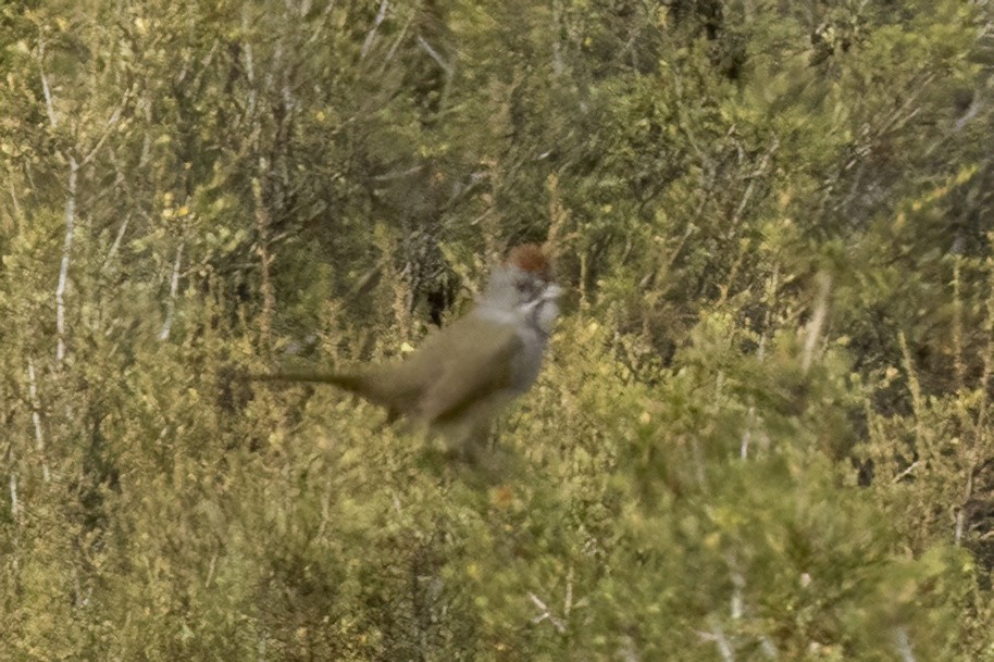 Green-tailed Towhee - ML640988888