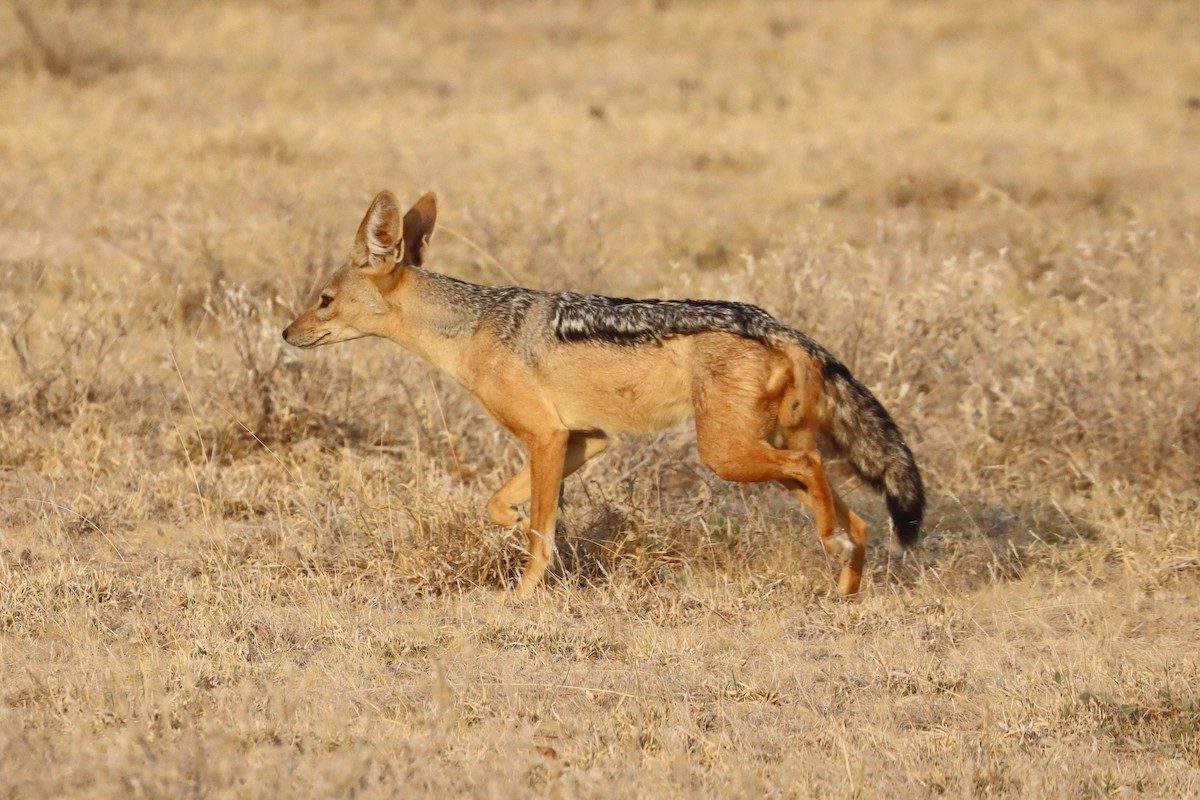 Black-backed Jackal - ML640988890