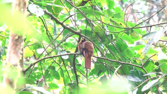 Trogon masqué - ML640988891