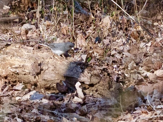 Dark-eyed Junco - ML640988898