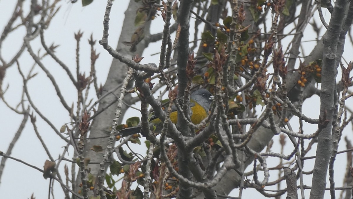 Gray-hooded Sierra Finch - ML640988909