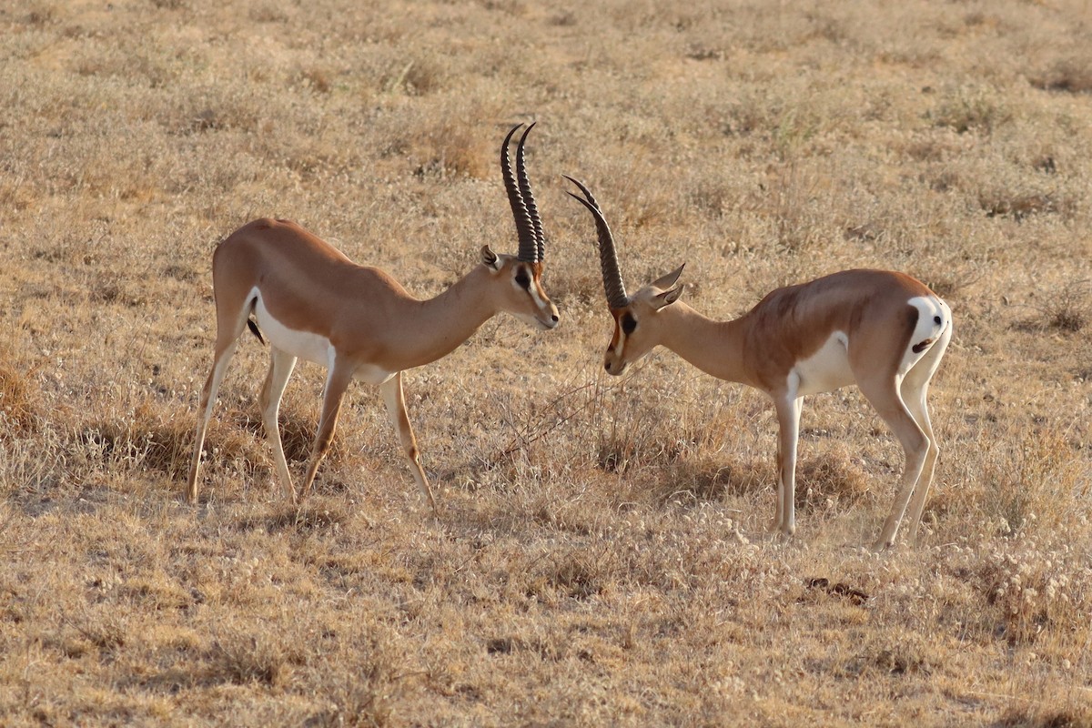 Grant's Gazelle - ML640988918