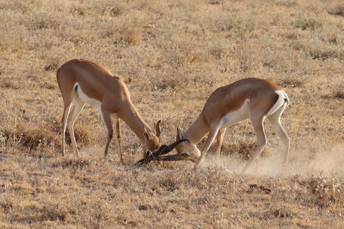 Grant's Gazelle - ML640988919